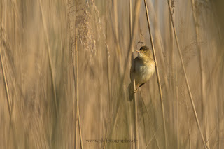 Naturfotografie Wildlifetotografie Rieselfelder Münster Sumpfrohrsänger