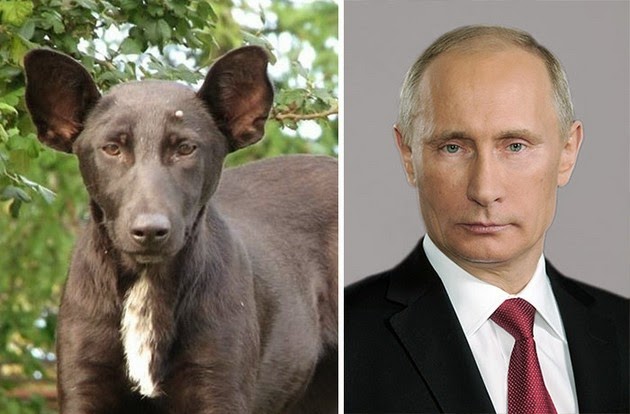 Dog Looks Like Putin