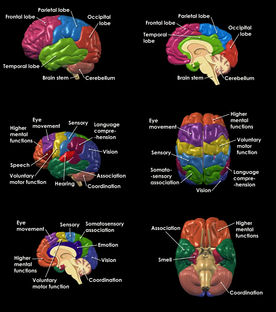 List 101+ Pictures Anatomy And Physiology Of Brain Full HD, 2k, 4k