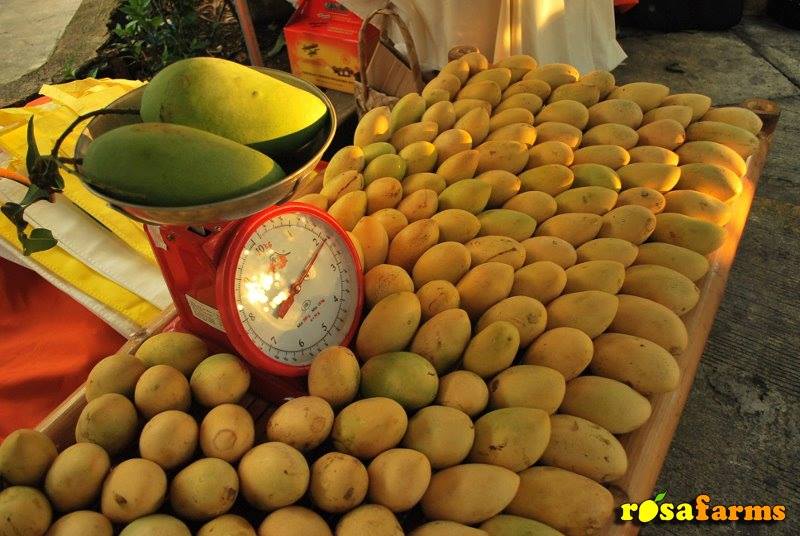 Mango Festival 