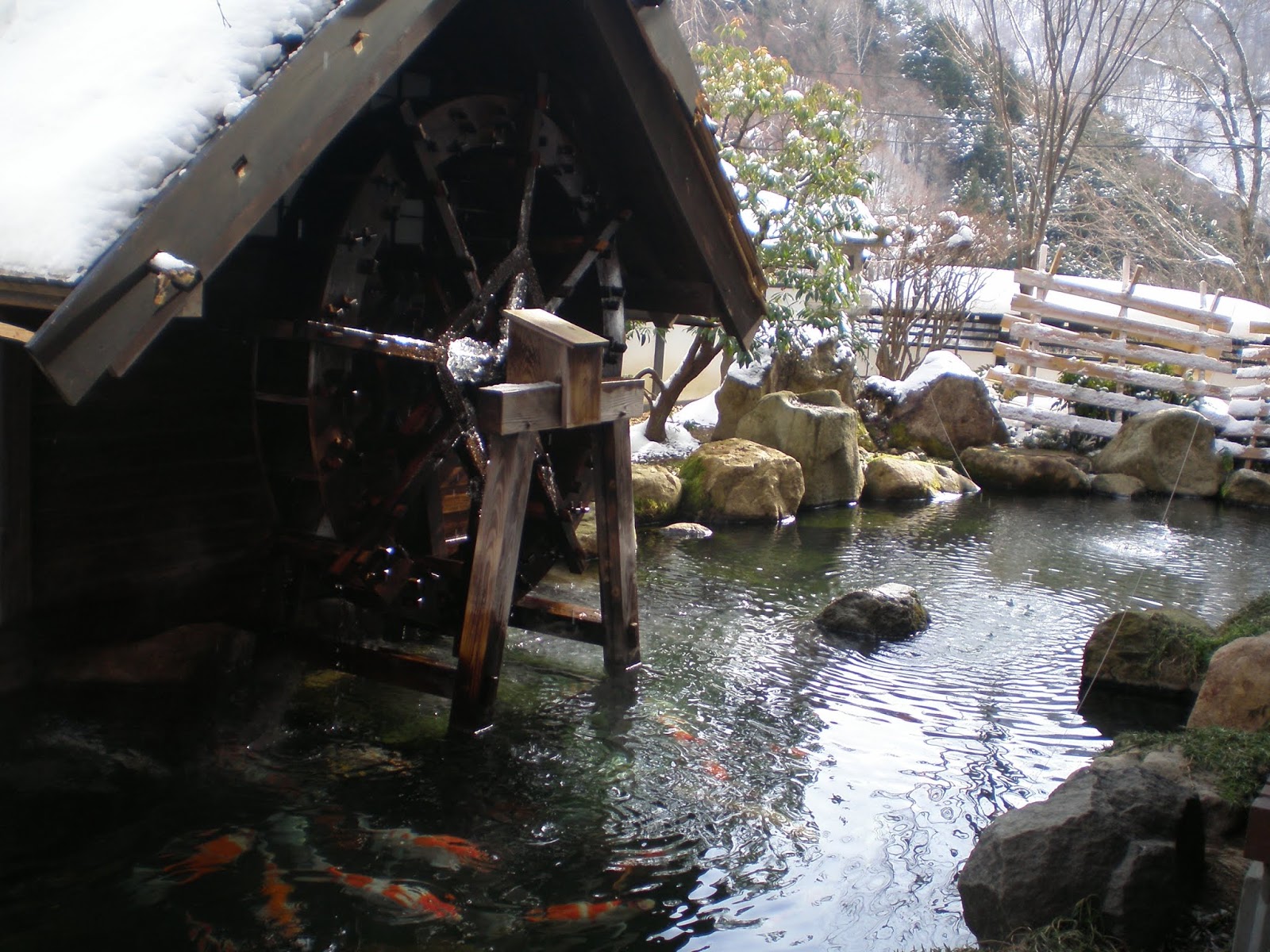 koi-pond-winter-1