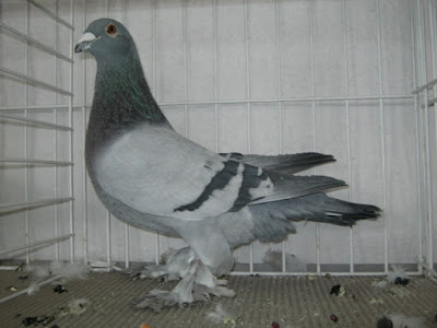 homer pigeons - racing pigeons