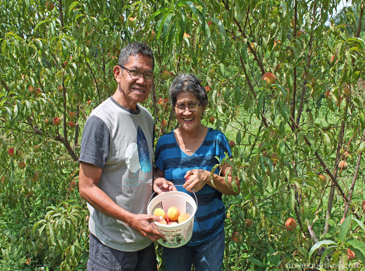 The Fruit and Berry Patch in Knoxville Travel Quest US Road Trip
