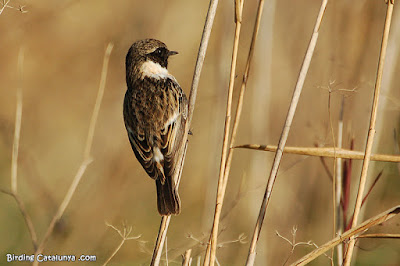 Bitxac comú (Saxicola rubicola)