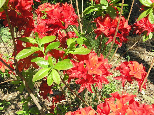 rhododendron Nabucco