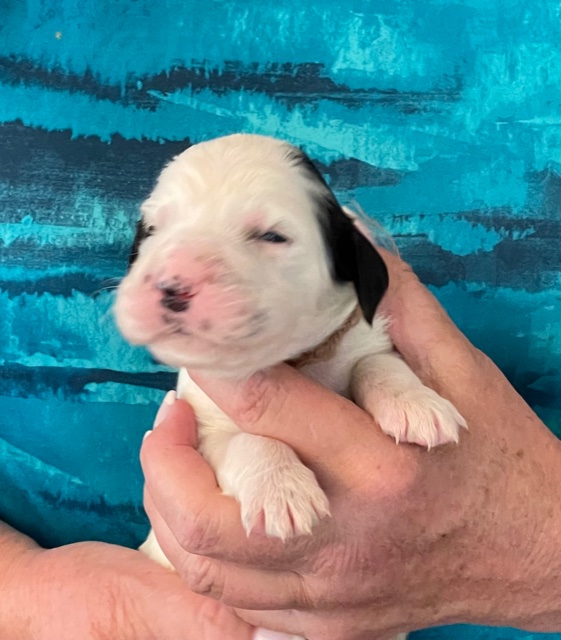 Linwood English Setters Puppies