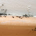 6 τρόποι για να απαλλαγείτε από τα μυρμήγκια στο σπίτι