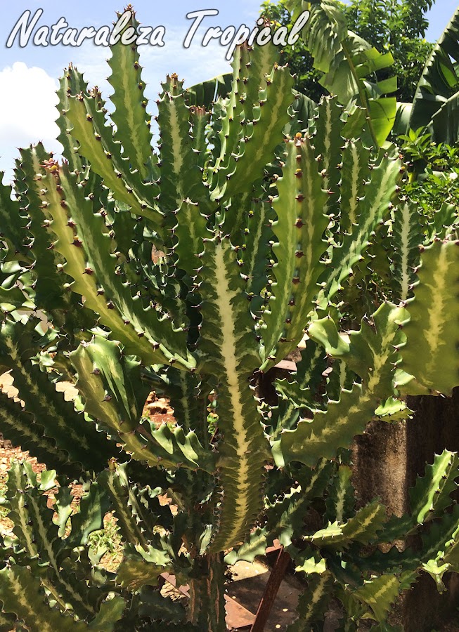 El Cardón o Planta Candelabro, Euphorbia lactea