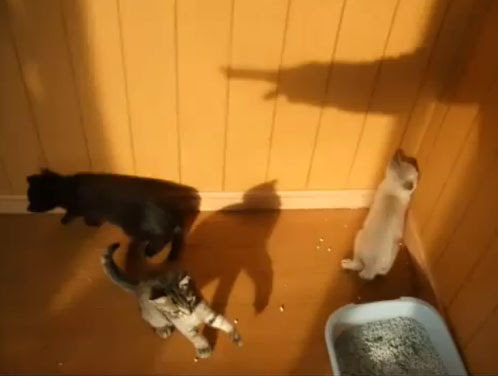 Video : ネコちゃんたちに忍び寄る魔の手…! !