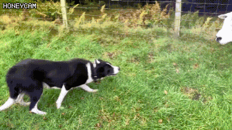 138.gif