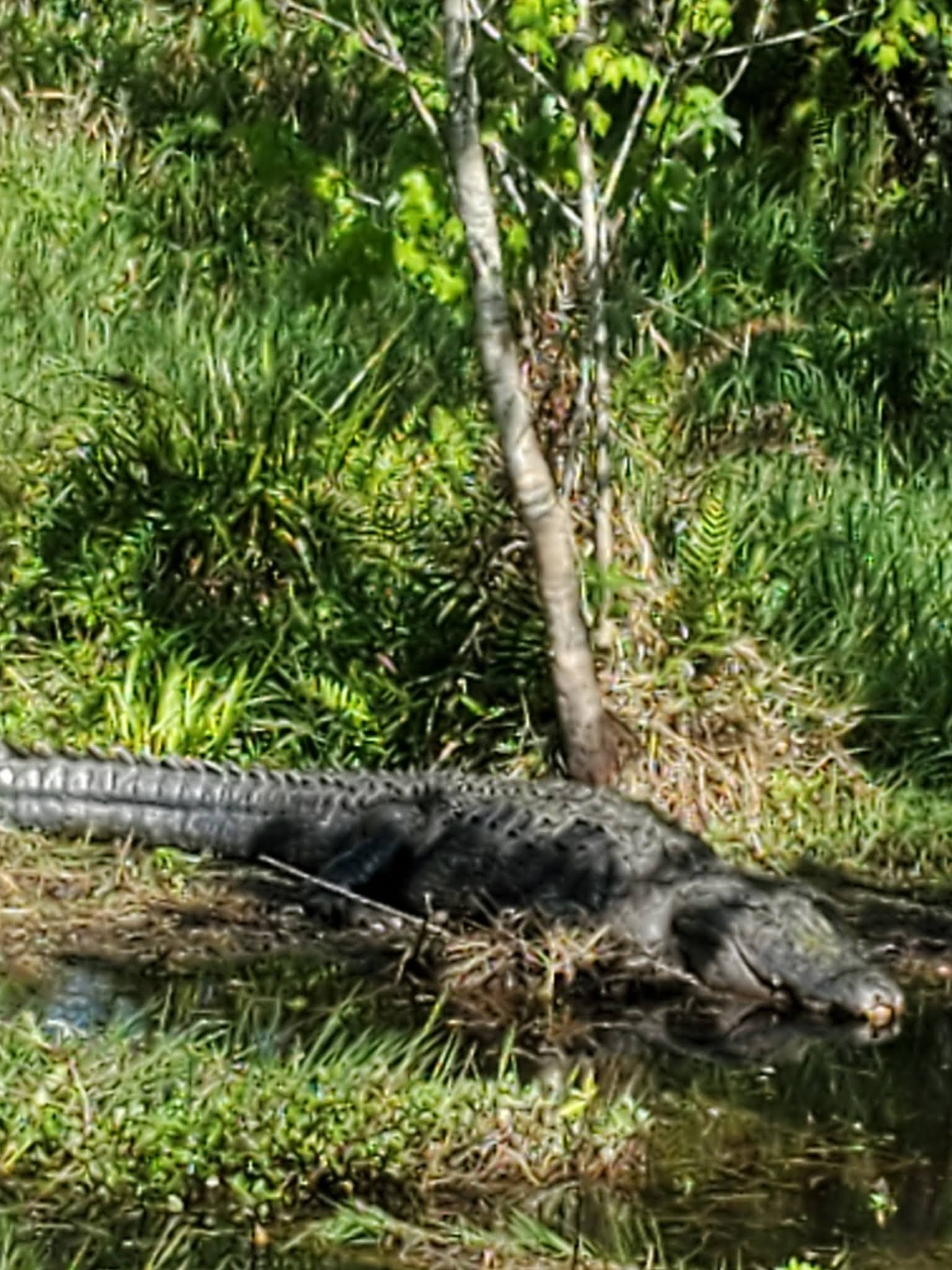 R and R travels Highland Hammock State Park