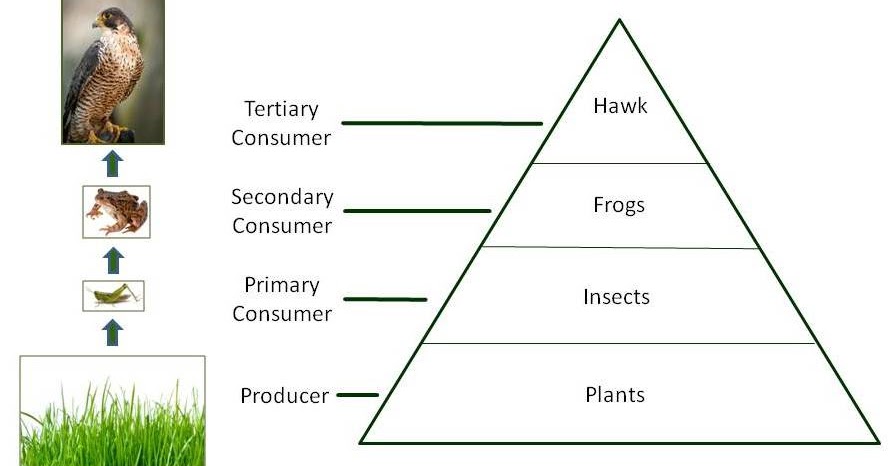 Mr. Shadow's Shadows: Week 4 The Pyramid of Energy and Rounding Numbers