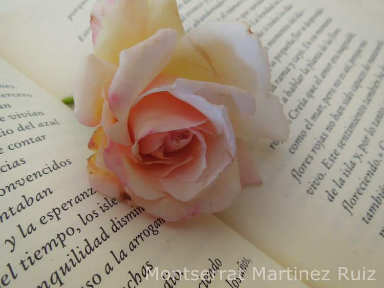 Montse Fotoblog: La rosa y el libro