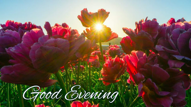 good evening flowers