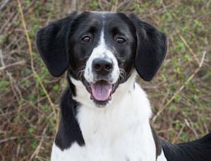 Talking Dogs at For Love of a Dog: Adopt Marigold a Young #Pointer #Dog ...