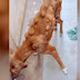 Unloved Dog Covered in Cancerous Tumors Is Unrecognizable After Miraculous Healing