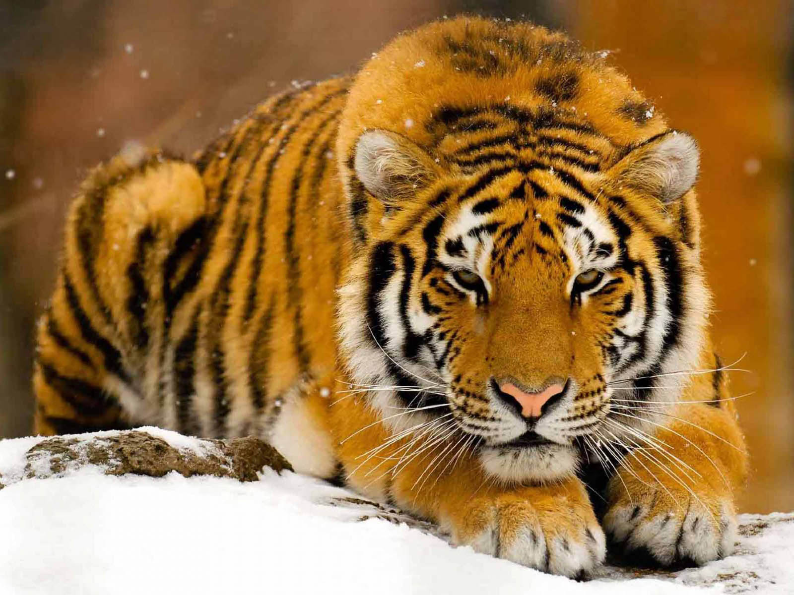 Wallpaper Gambar Harimau Berukuran Besar Foto Terbaru Wallpapaper Keren Tiger