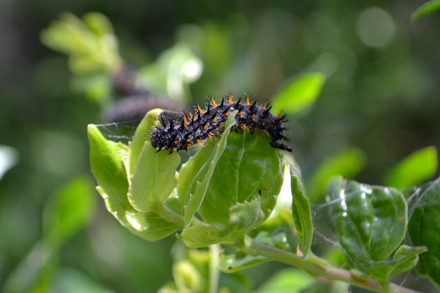 caterpillar eating