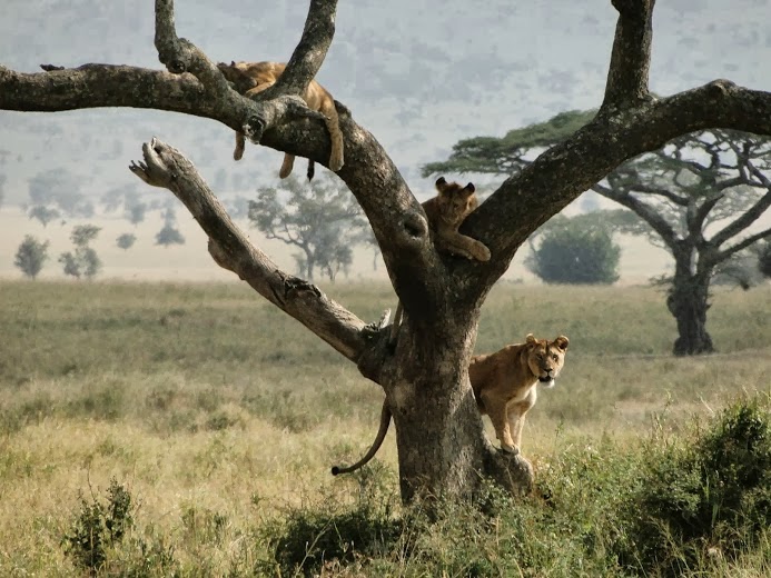 Wildlife Photos African Lion Climb Tree