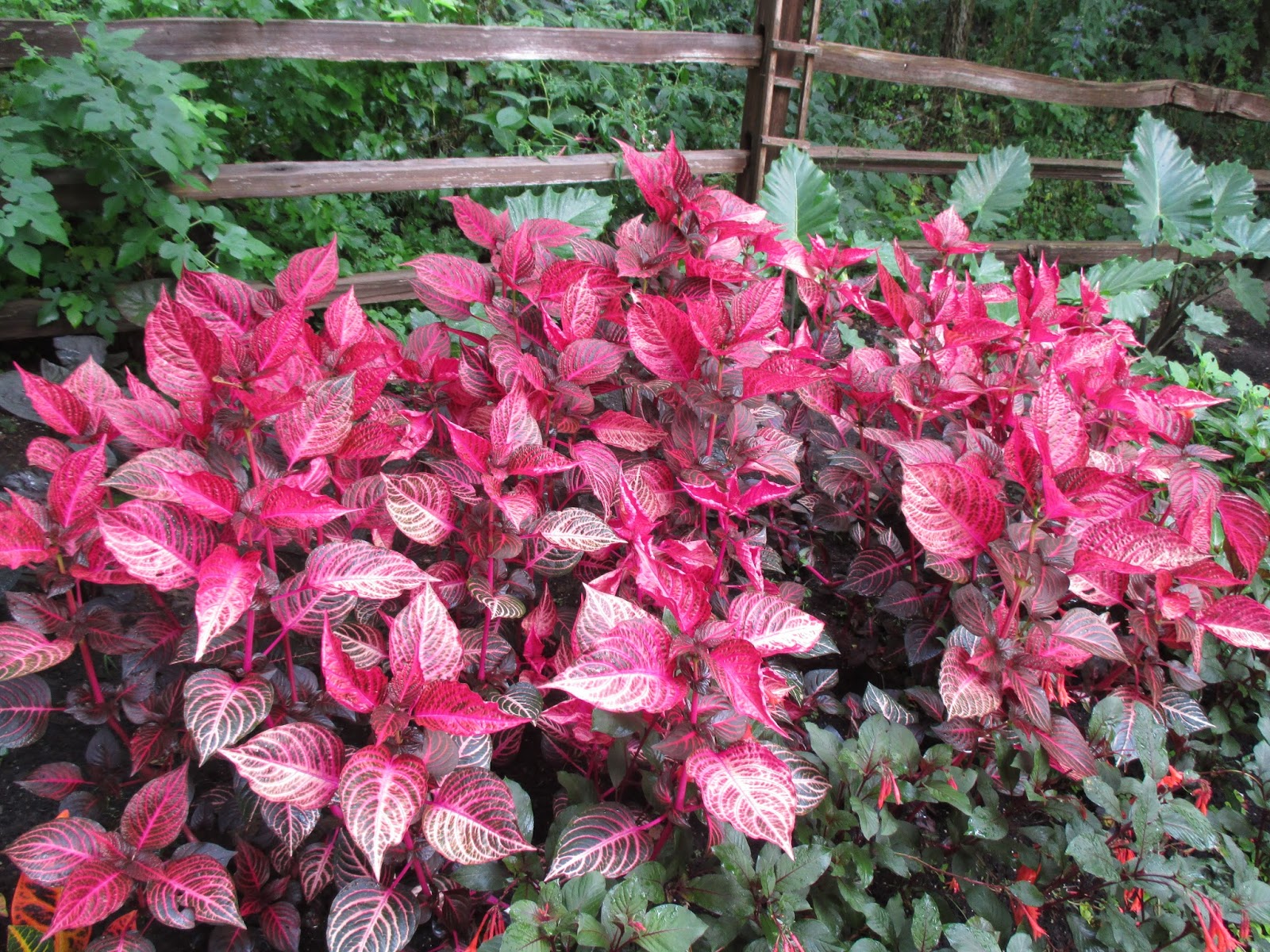 A Perfume Of Petals Understanding The Variety Of Roses