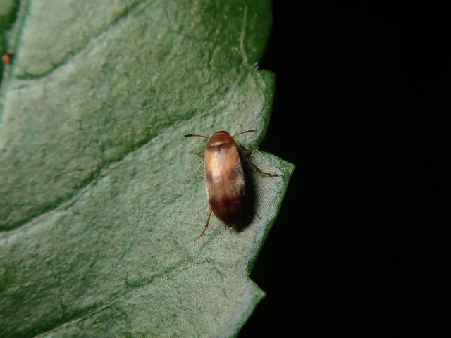 Anaspis maculata Anaspis maculata