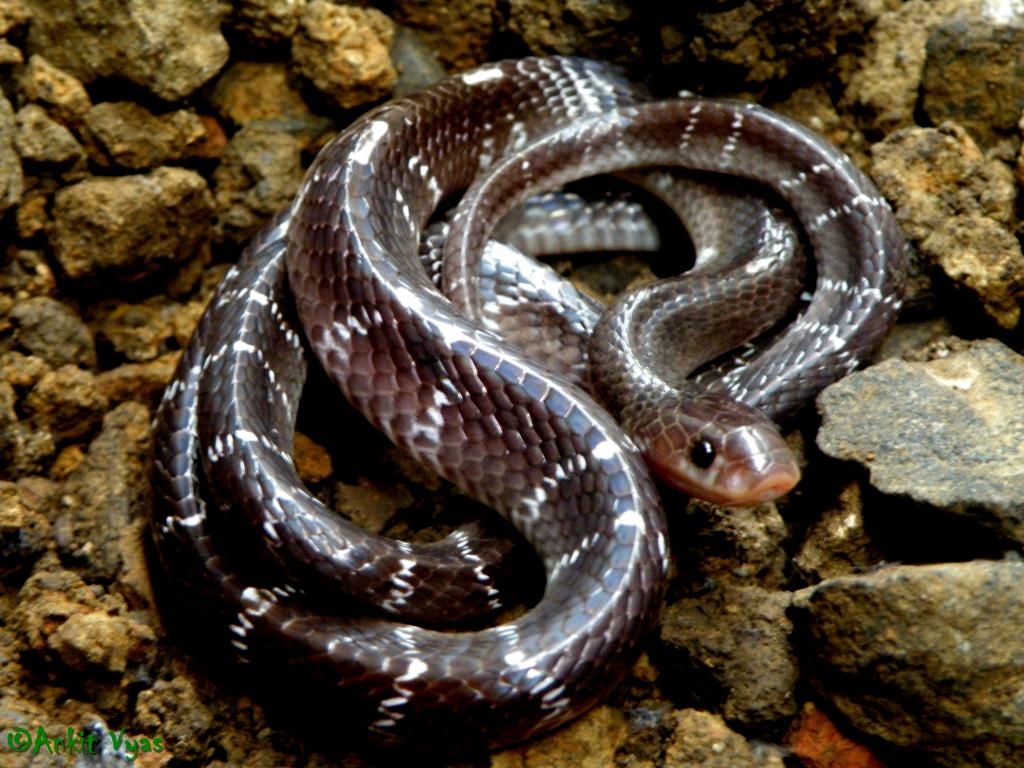 Snakes Snakes In India