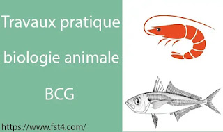 Travaux pratiques de Biologie Animale bcg Travaux pratiques de Biologie Animale bcg