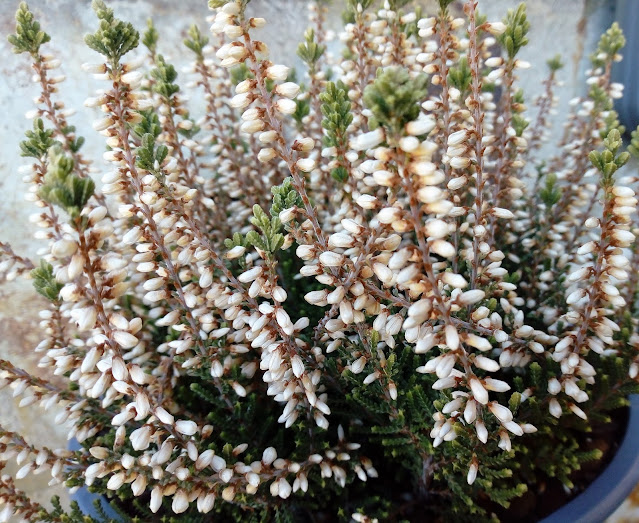 Calluna o brecina (Calluna vulgaris (L.) Hull.).