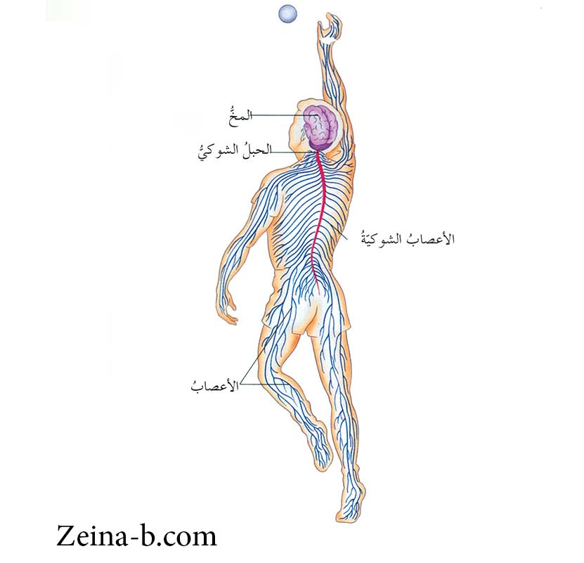 مكونات الشوكي العصبي الجهاز والحبل الدماغ فيديو السؤال: