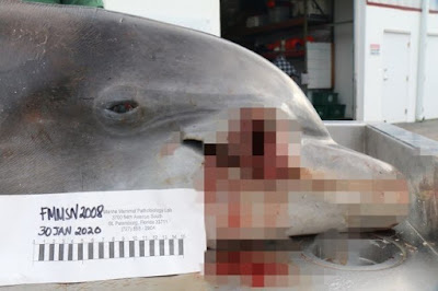 Buscan en Florida a responsable de la muerte a tiros de un delfín