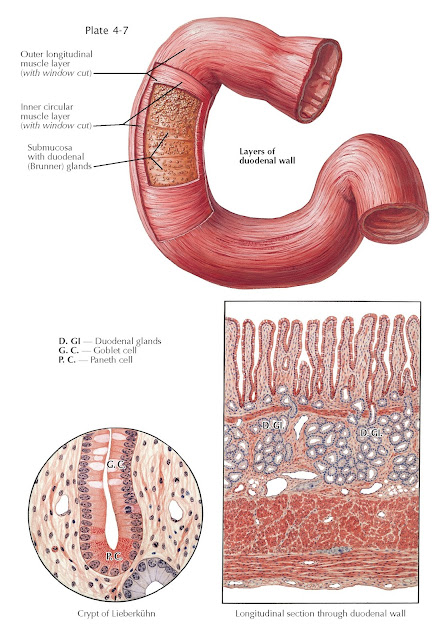 STRUCTURES OF DUODENUM