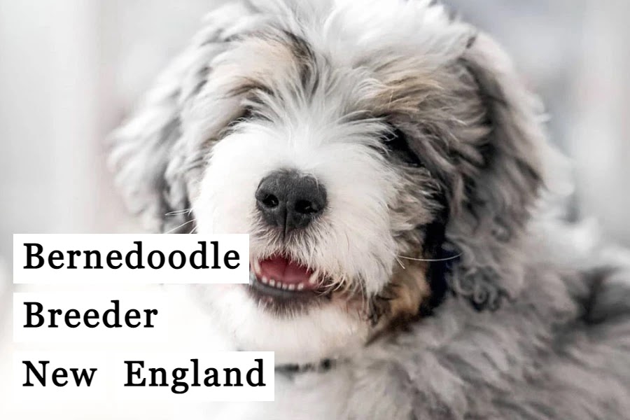12 Best Bernedoodle Breeder New England (Top Picks of 2022)