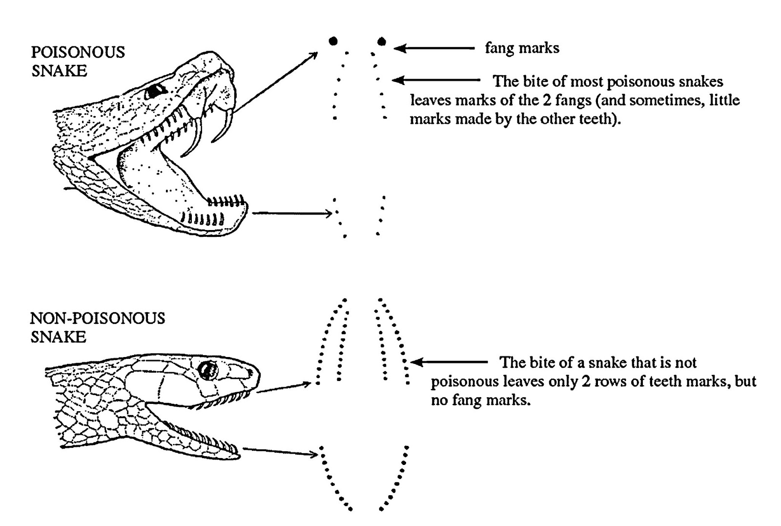 B. Sc. - II Animal Diversity- IV (Old) : Identification of Poisonous