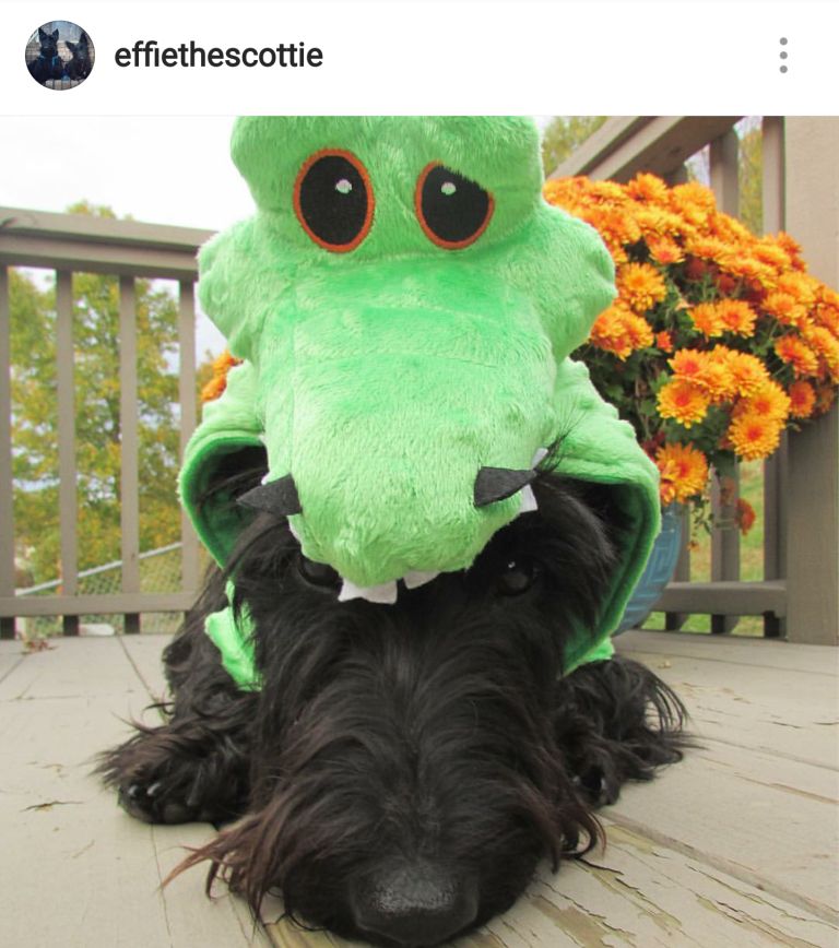 Scottie Mom 15 Scottish Terriers Rocking Costumes