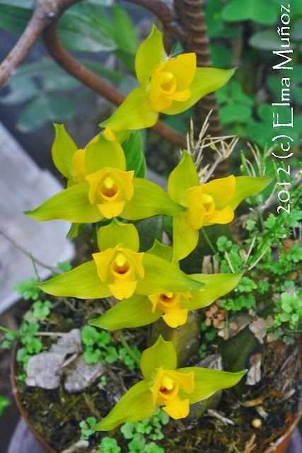 Lycaste aromatica 2012 (c) Elma Muñoz