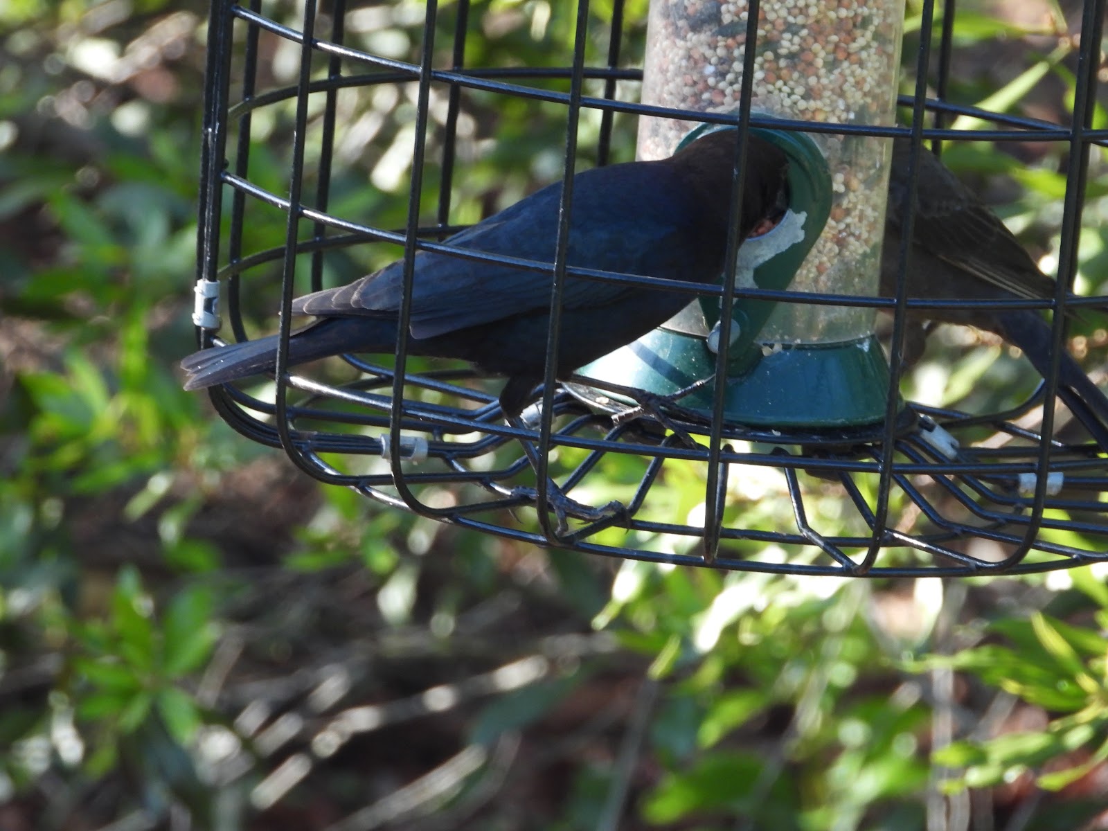 Bird & Travel Photos, Birding Sites, Bird Information BIRDS AT FEEDERS