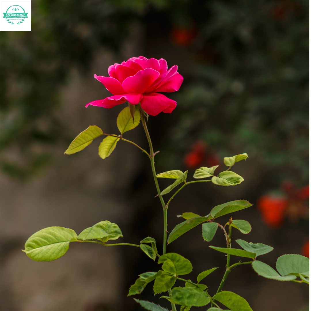 Do roses have seeds? Does it bear fruit?Why do nightflowers bloom only