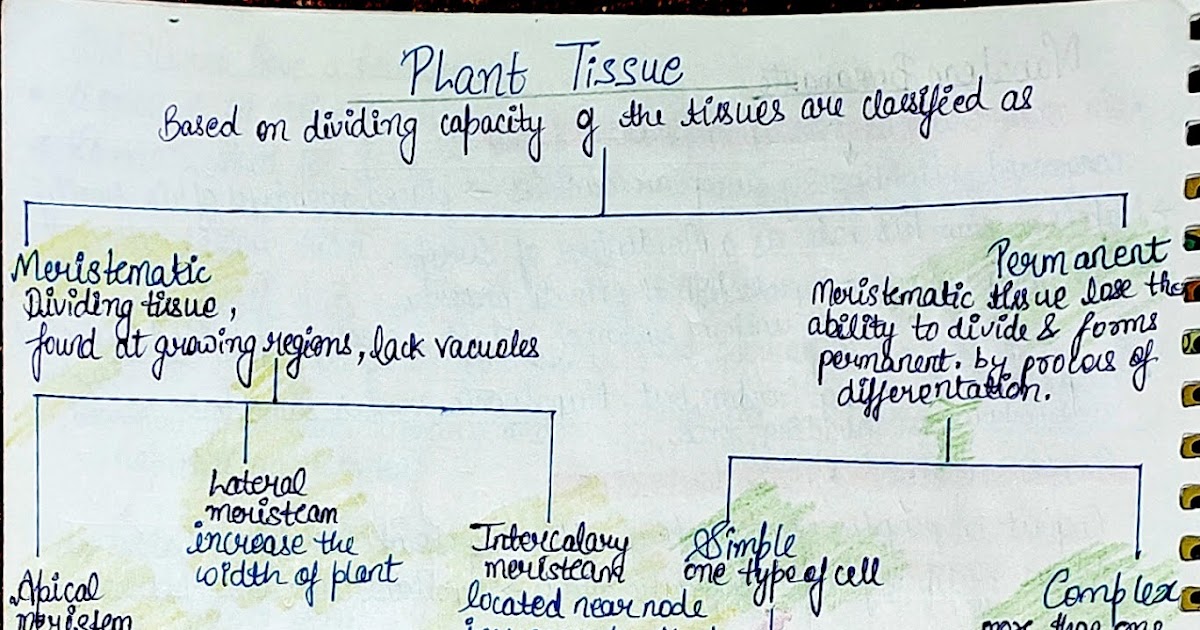 Class 9 plant tissue handmade mind map
