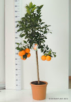 Varieddades Citrus sinensis (naranjo)