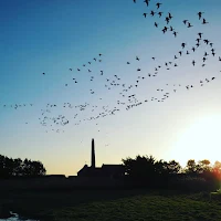 Pictures of Ireland: Flock of birds over Wexford Wildfowl Reserve