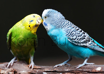 Cara Menjodohkan Dan Beternak Burung Parkit Untuk Pemula maka proses penjodohan akan berjalan lebih gampang Cara Menjodohkan Dan Beternak Burung Parkit Untuk Pemula