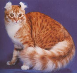 American Curl Cat Pictures