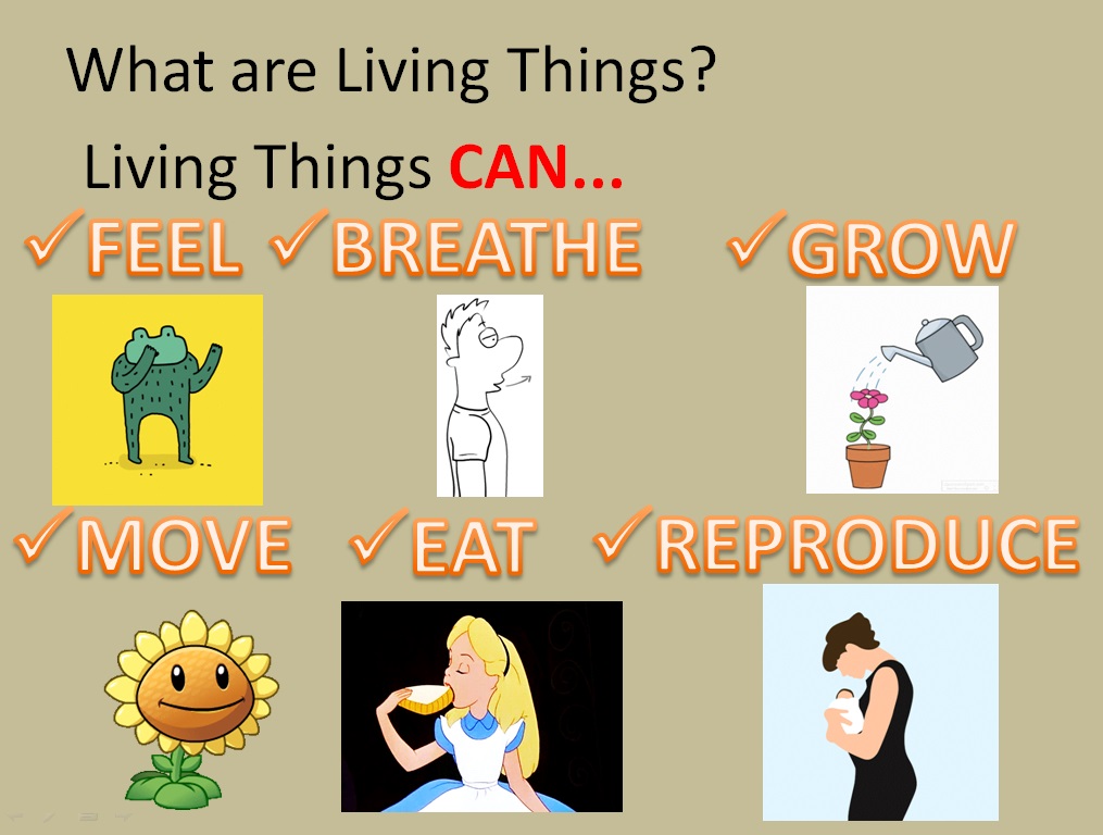 Maestro Eduardo Ns 4th The Living Things Plants vrogue.co