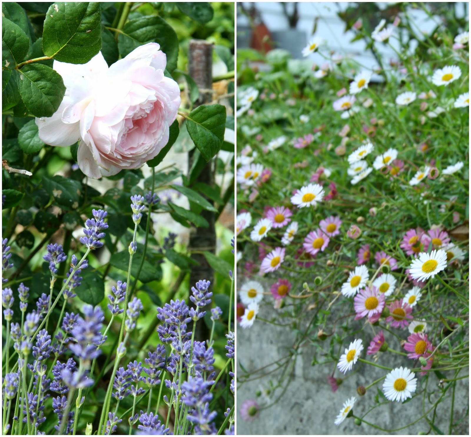 romantic garden erigeron