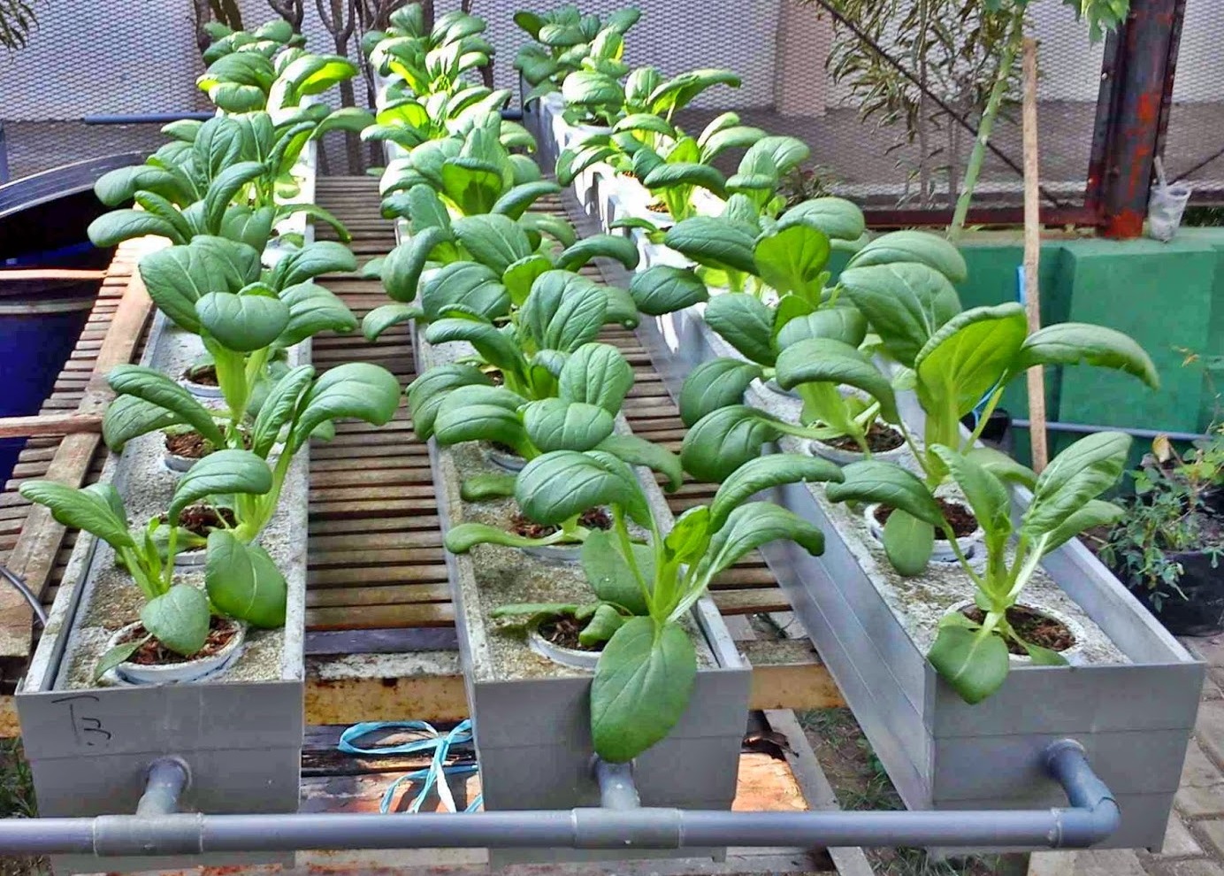 Cara Menanam Sawi Secara Hidroponik Dengan Wick System Sevcnot Share