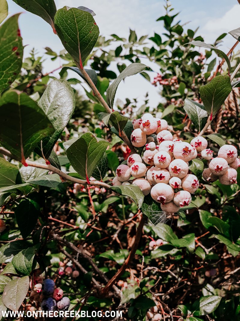Blueberry picking at a local orchard! | On The Creek Blog