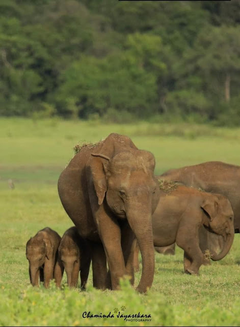 සුරංගිට නිවුන් අලි බබාලා 🐘🐘❤️♥️ (Baby Elephant - Ali Babala) - Your Choice Way