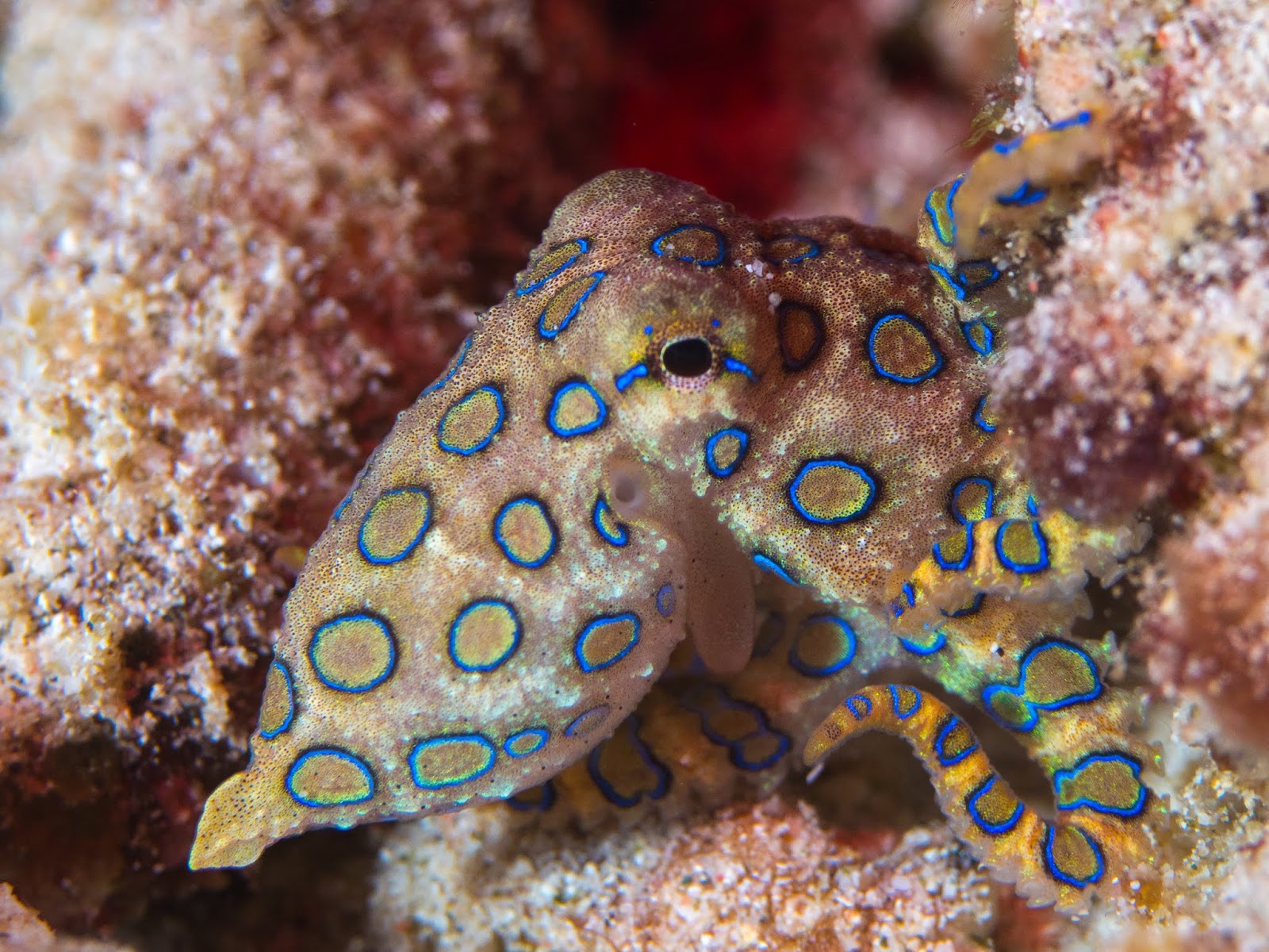 THE 10 MOST VENOMOUS ANIMALS IN THE WORLD