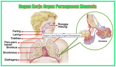 Materi Dan Kunci Jawaban Tematik Kelas 5 Tema 2 Subtema 1 Halaman 16 17 18 19 20 Gawe Kami