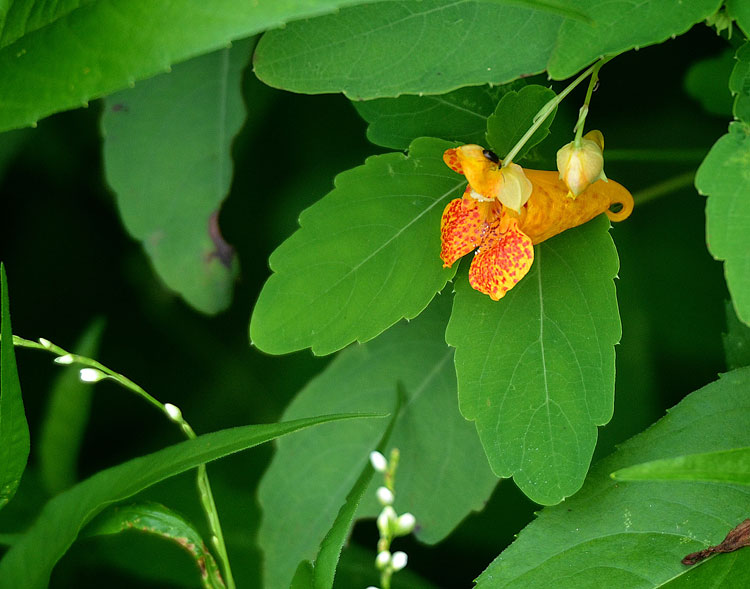 The conical shape of a jewelweed flower is perfect for a hat for a fairy or gnome. When whimsy and imagination take over...